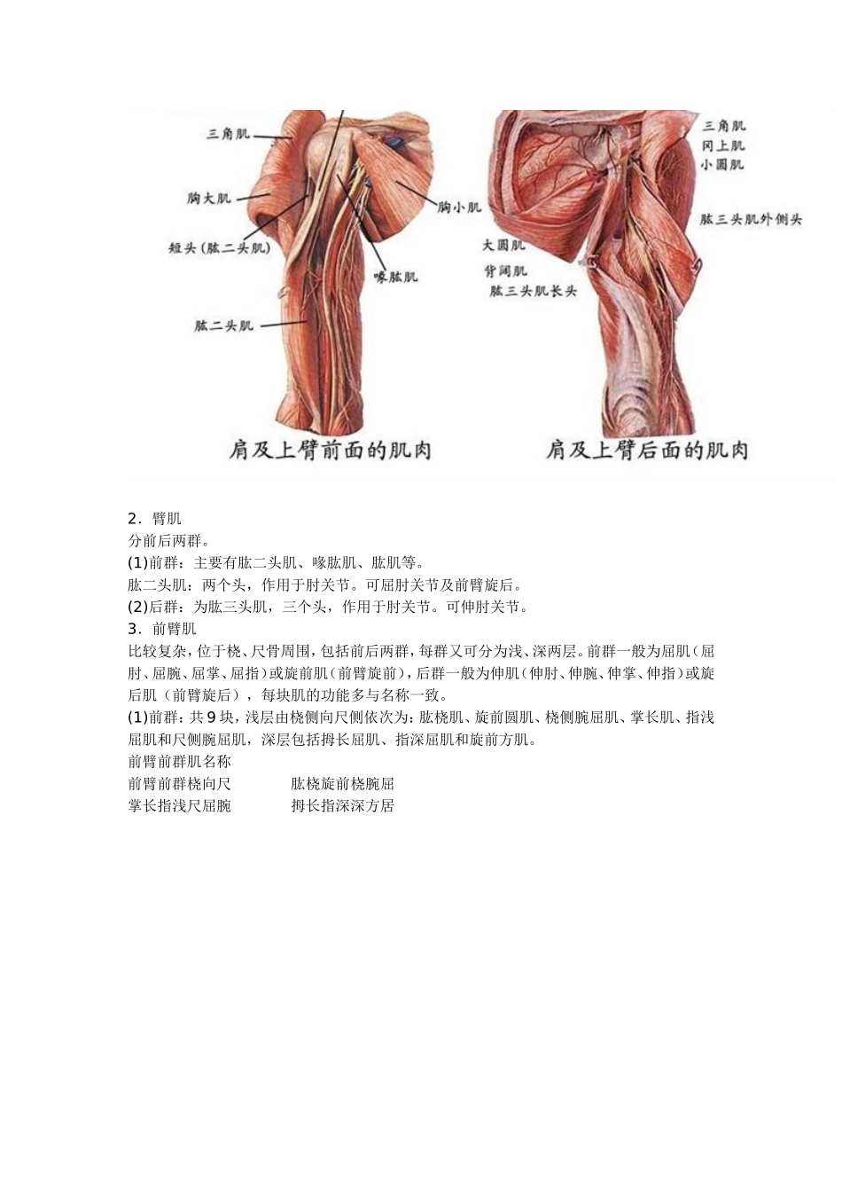 骨骼 .上肢肌 .下肢肌. 躯干肌_第3页