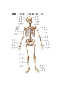 骨骼 .上肢肌 .下肢肌. 躯干肌
