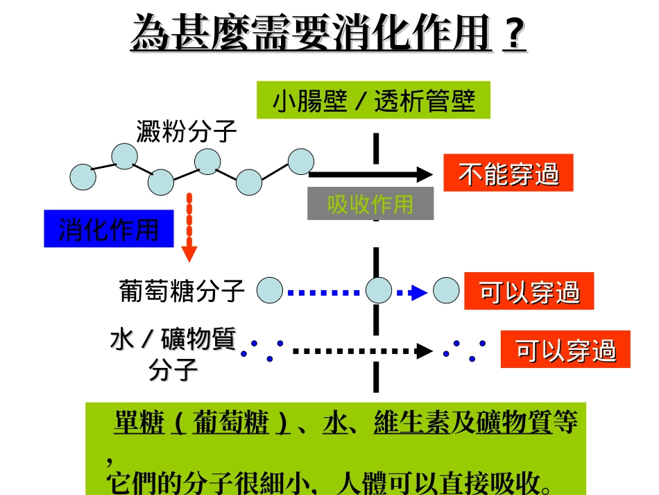 食物的消化及吸收_第3页
