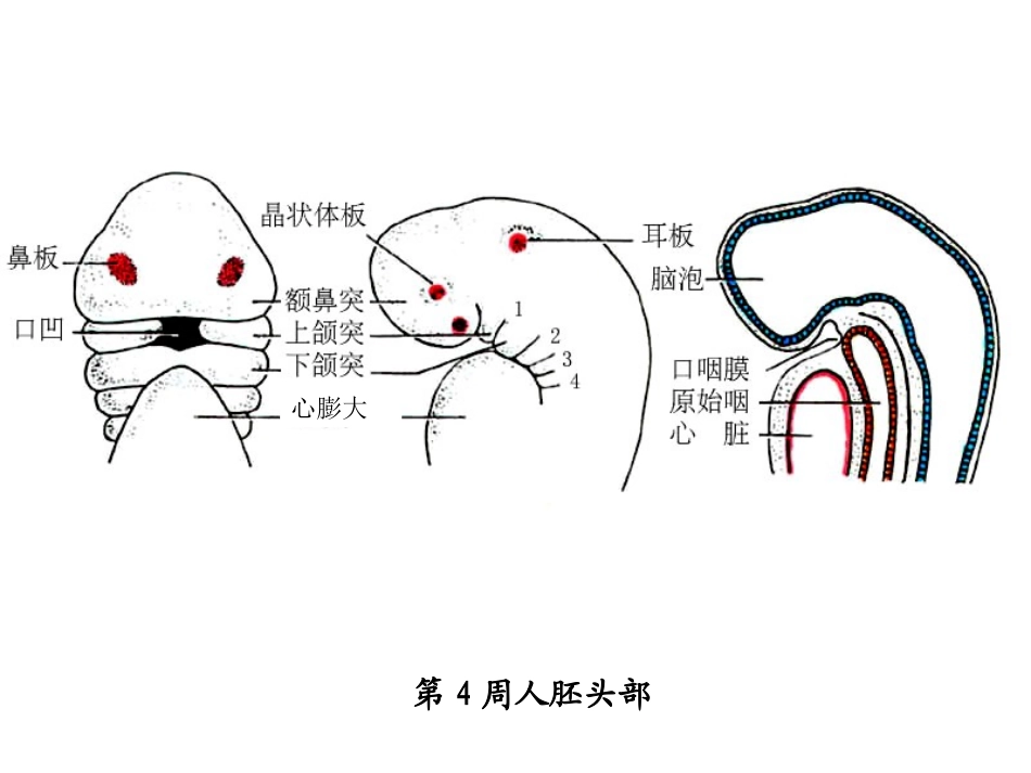 颜面颈和四肢的发生_第2页