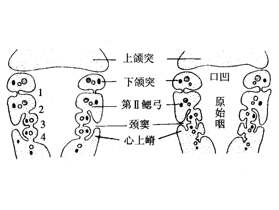 颜面颈和四肢的发生_第3页
