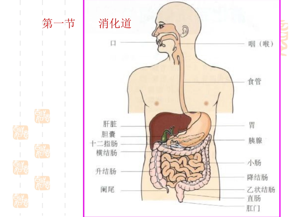 非处方药与家庭用药第六讲_第2页