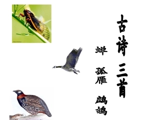 古诗三首《蝉》《孤雁》《鹧鸪》20140318