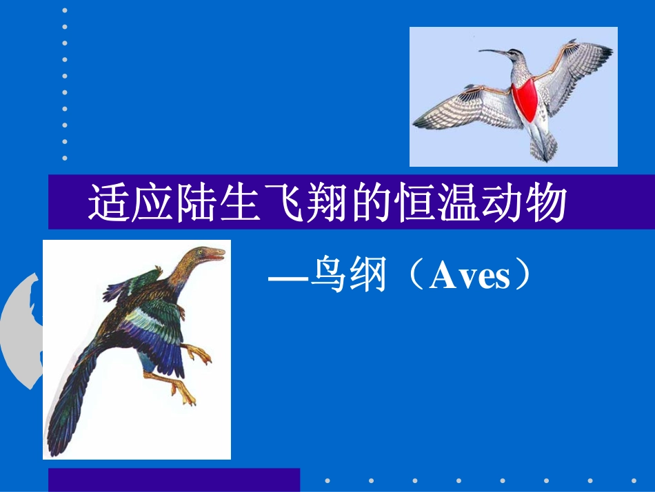 适应陆生飞翔的恒温动物_第1页