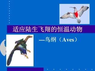 适应陆生飞翔的恒温动物
