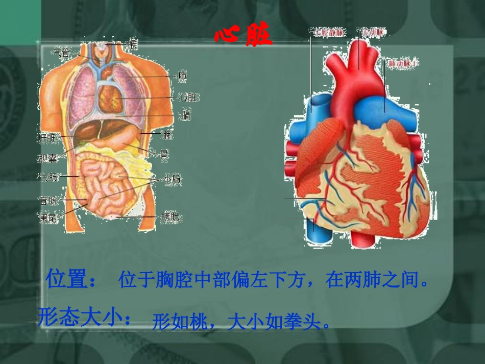 输送血液泵----心脏(1)_第2页