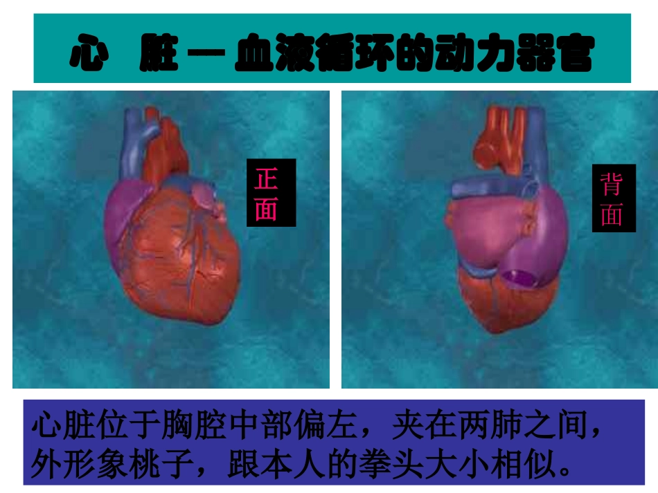 输送血液的泵——心脏_第2页