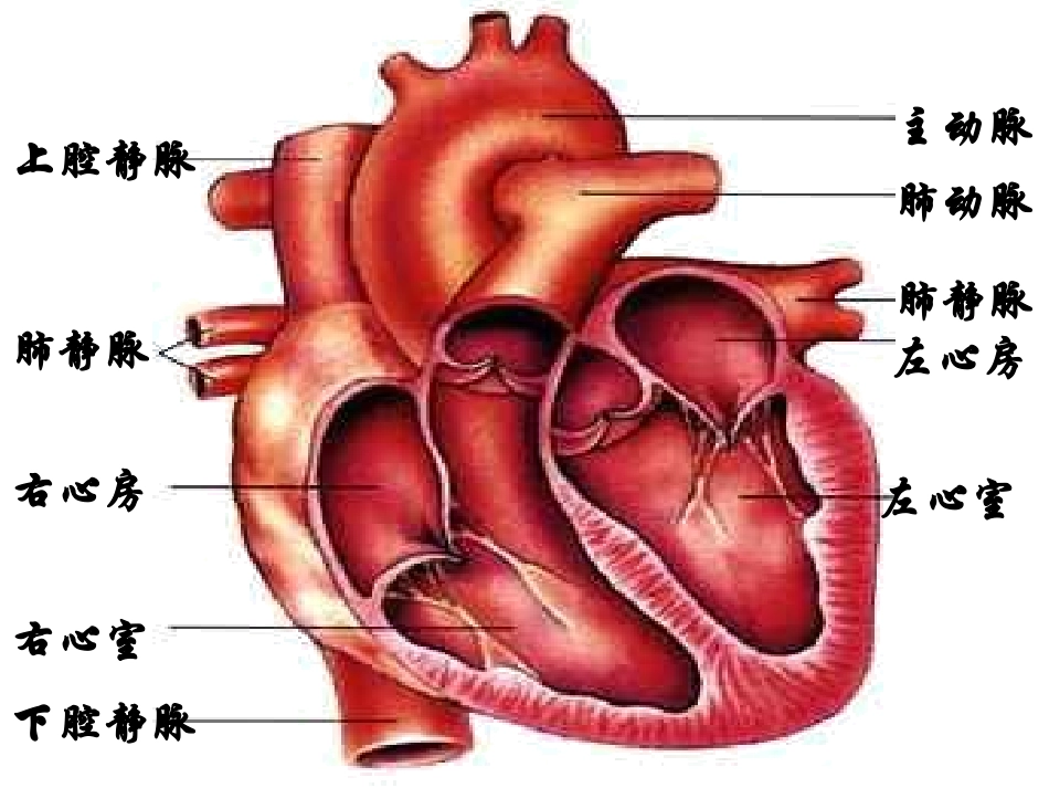 输送血液的泵——心脏_第3页
