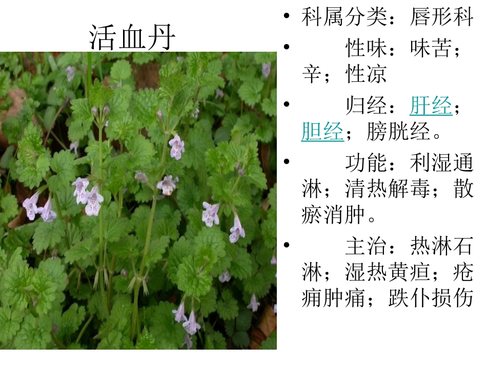 身边的药用植物_第3页