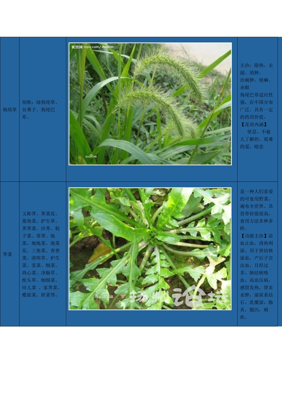 路边常见野生植物志_第3页