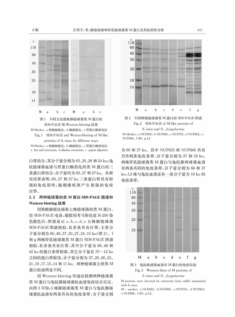 豚链球菌和停乳链球菌类M蛋白及其抗原性分析.pdf_第3页