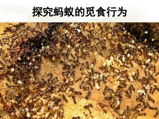 【素材】《动物行为的生理基础》探究蚂蚁的觅食行为(苏教)