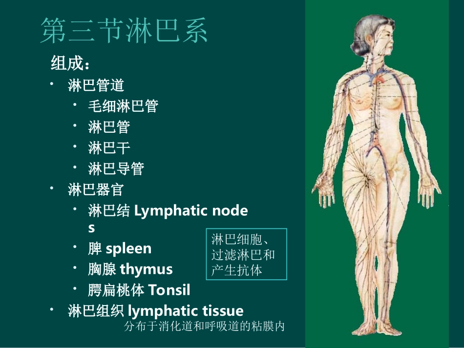 解剖淋巴循环_第1页