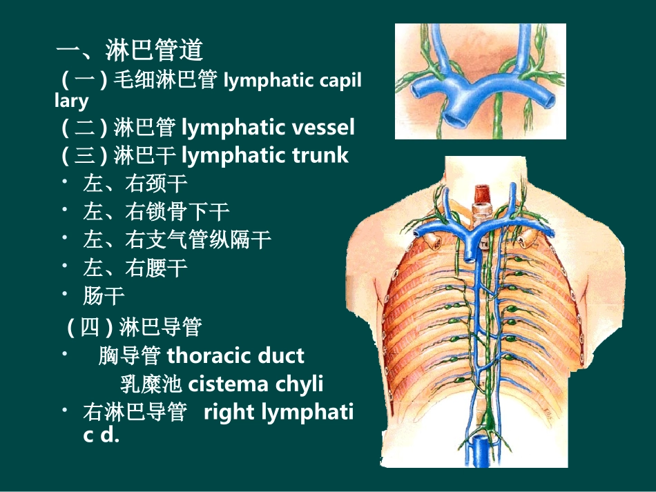 解剖淋巴循环_第2页