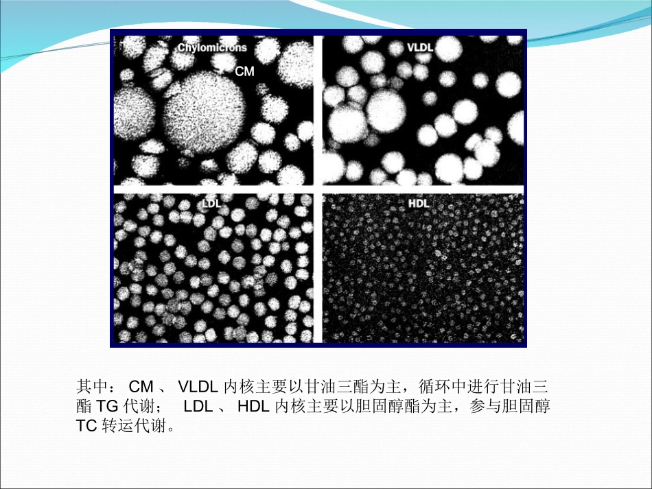 血脂构成及OS形成机理-高血脂症机理及靶点归纳_第3页