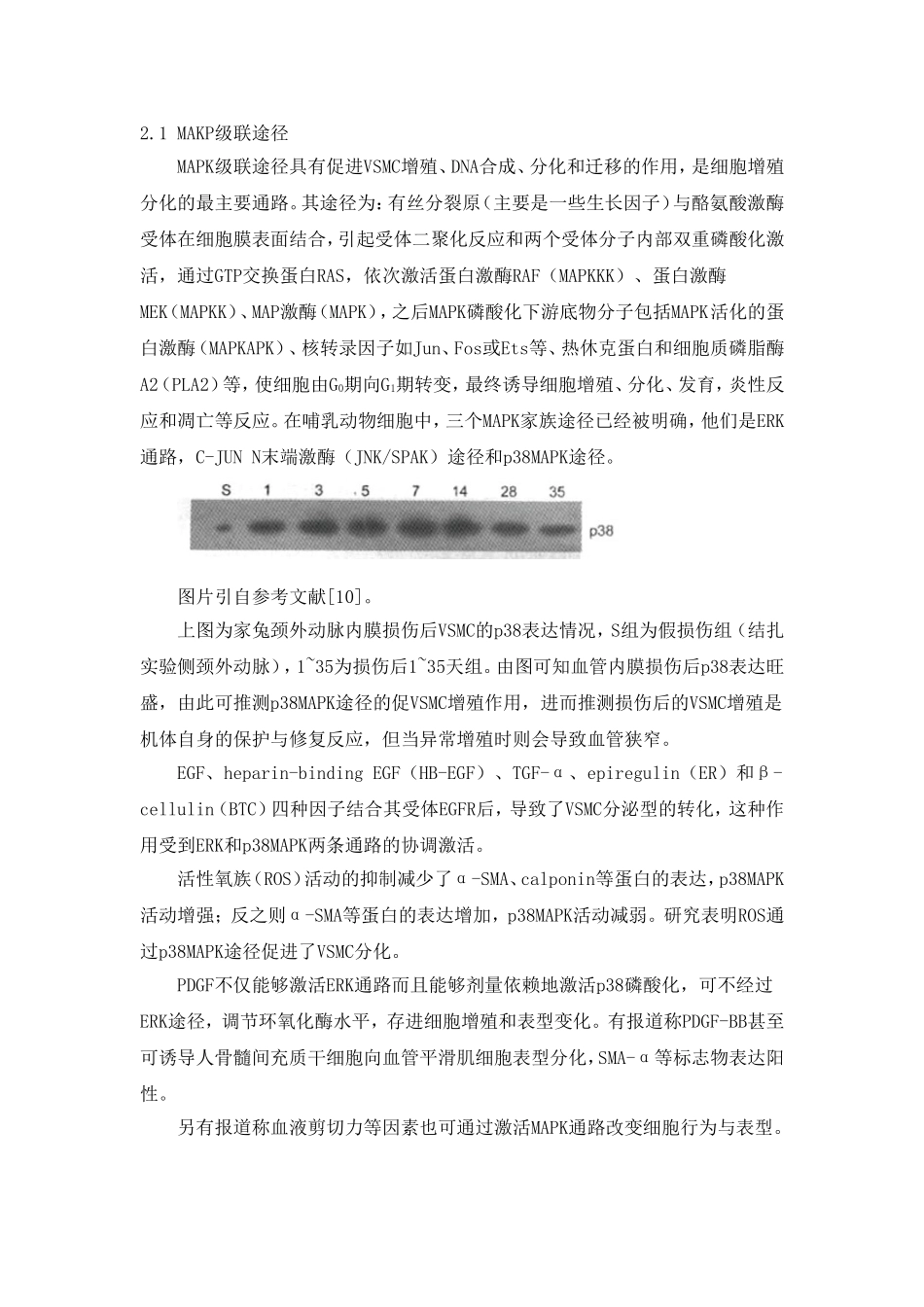 血管平滑肌细胞表型转换的机制_第3页
