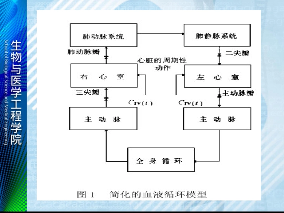 血液循环系统模型_第3页