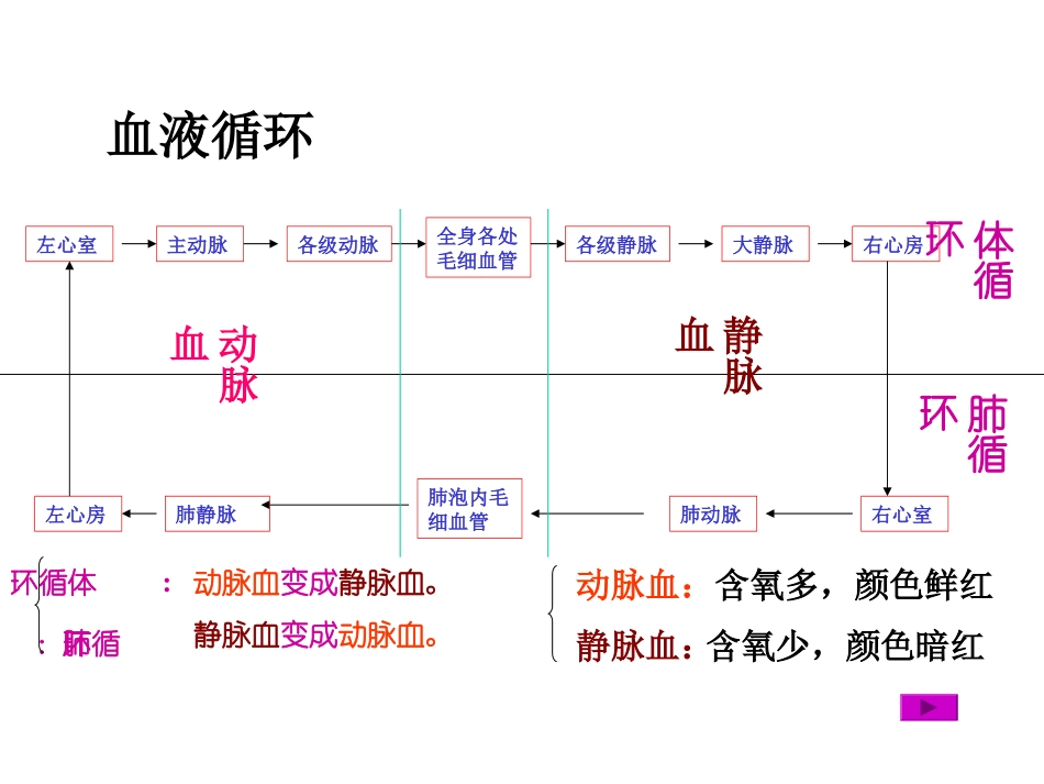 血液循环-左心室_第1页