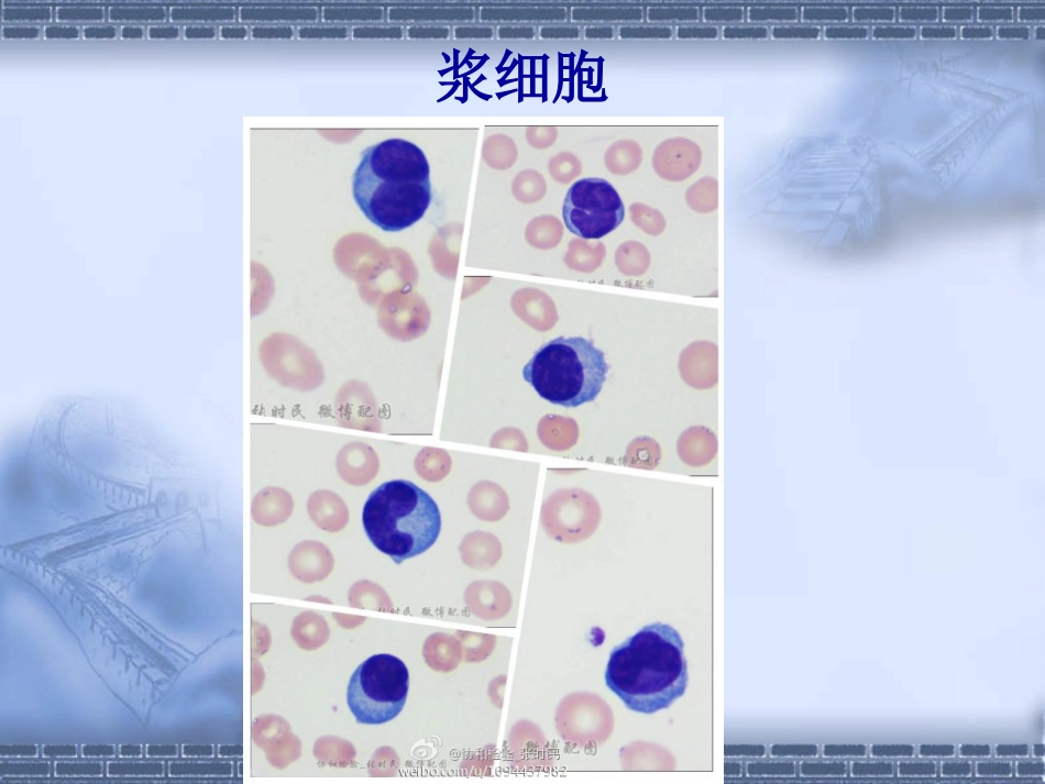 血液图谱之粒细胞系_第2页