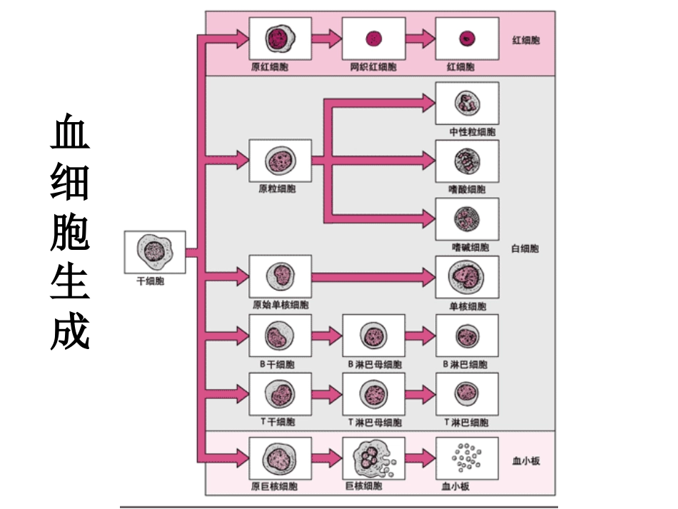 血-液-检-查_第3页