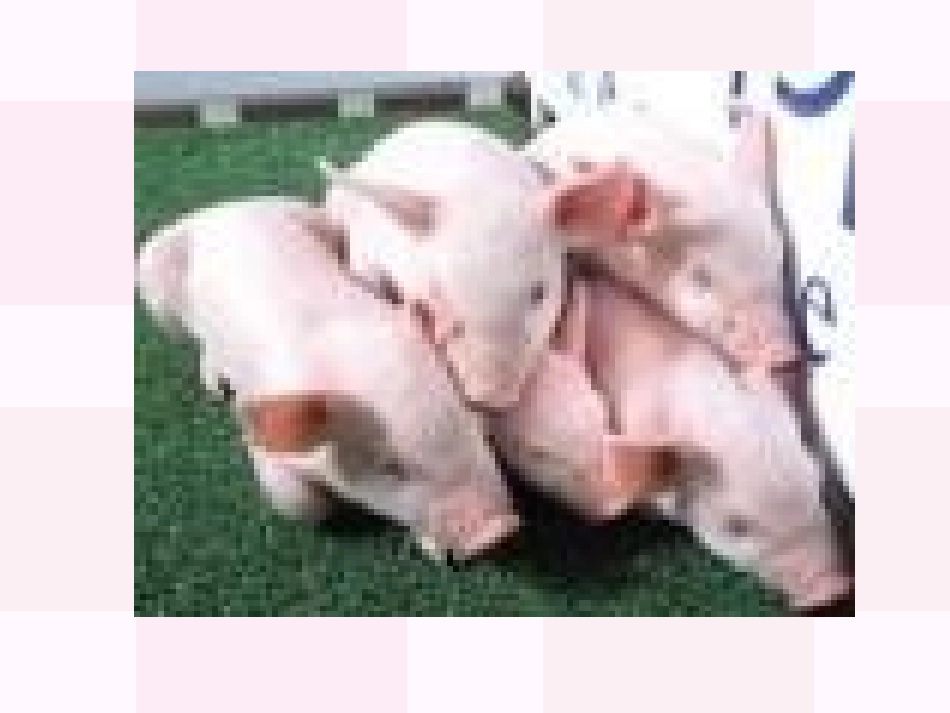 《奇妙的克隆》课件06_第2页