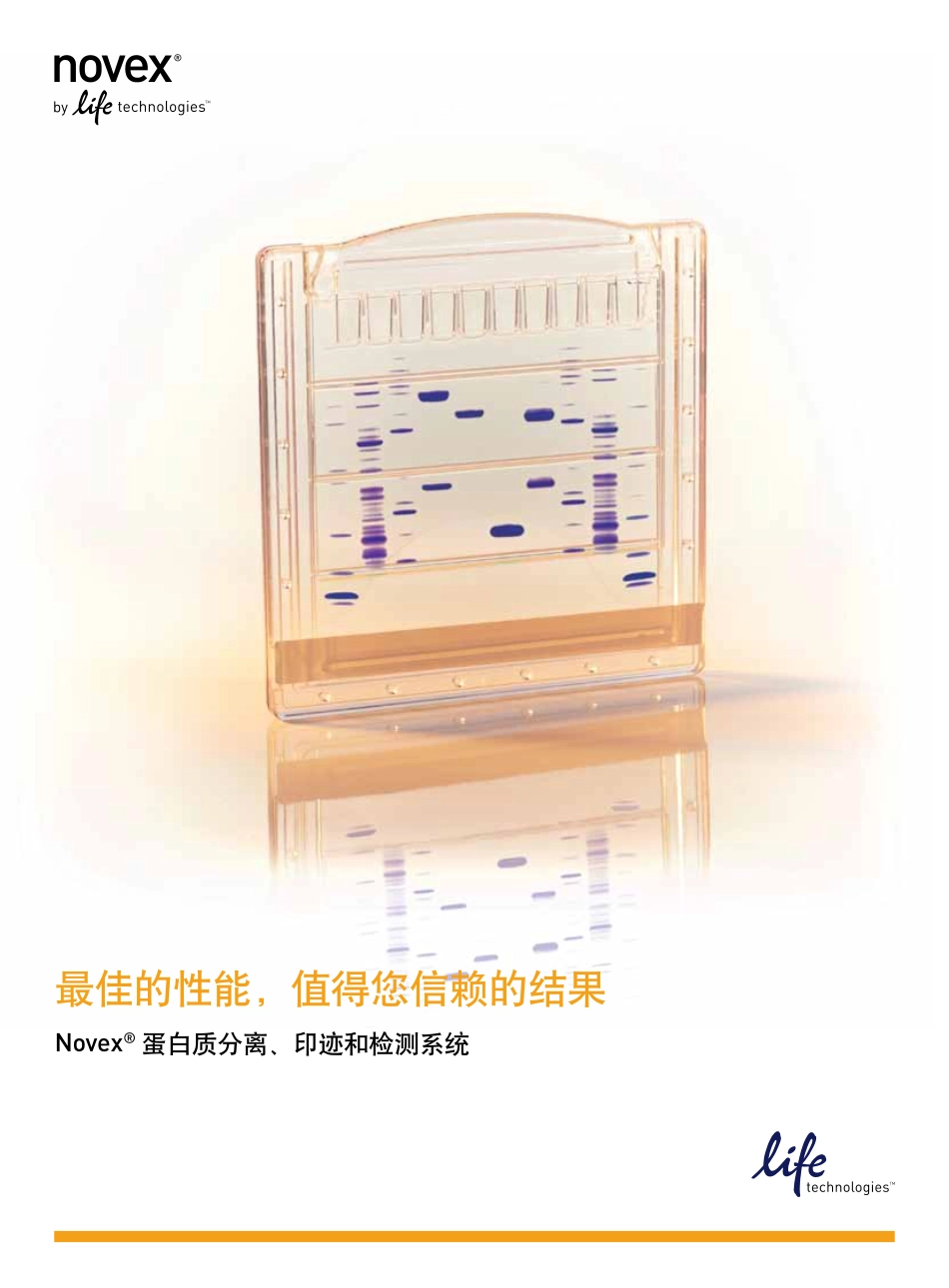 蛋白条带的位置_第1页