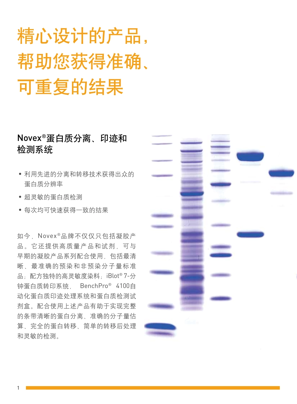 蛋白条带的位置_第2页