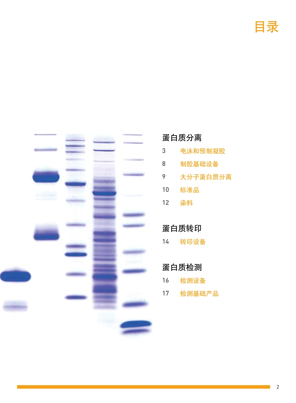 蛋白条带的位置_第3页