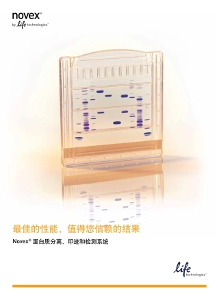 蛋白条带的位置