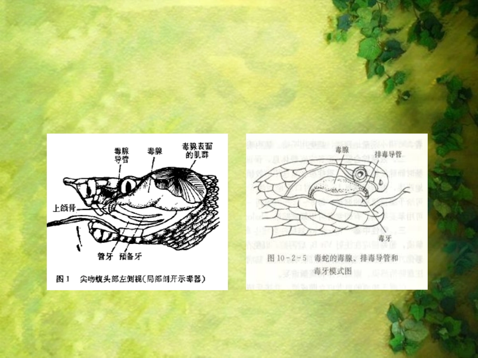 蛇毒的毒性与毒理——上传ppt_第3页