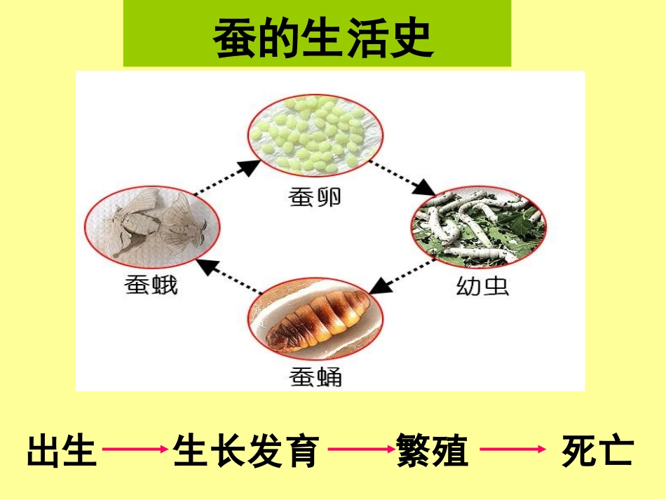 蚕的生命周期_第3页