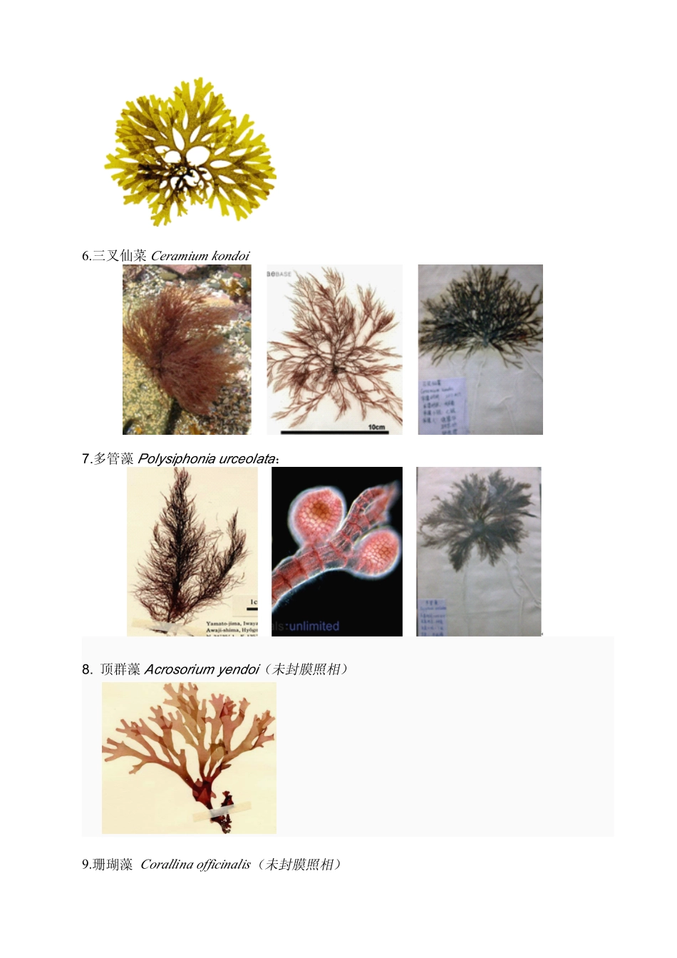 藻类标本制作_第3页