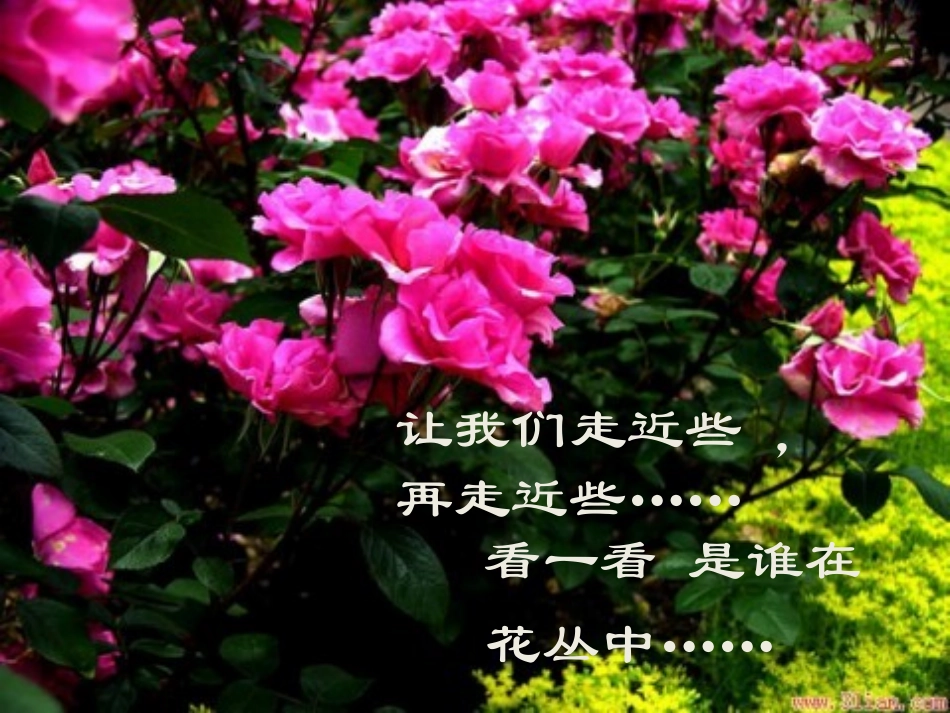 15《食物链和食物网》_第2页