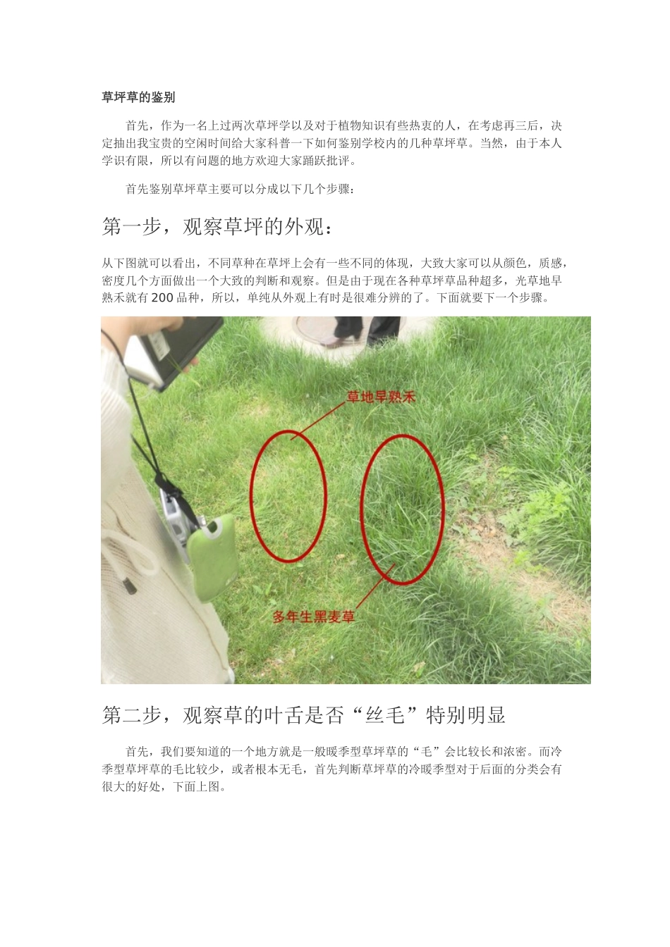 草坪草的鉴别_第1页