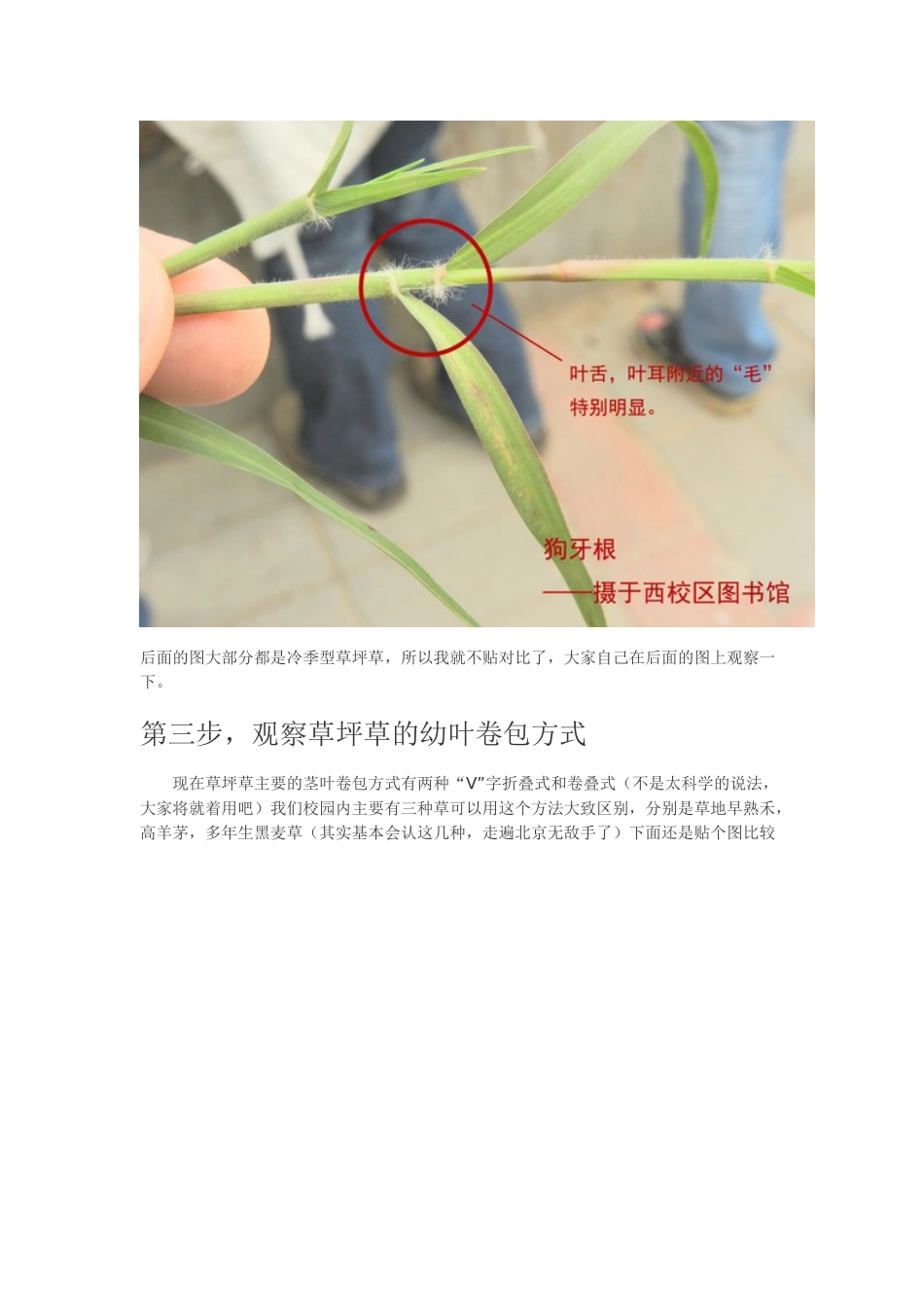 草坪草的鉴别_第2页