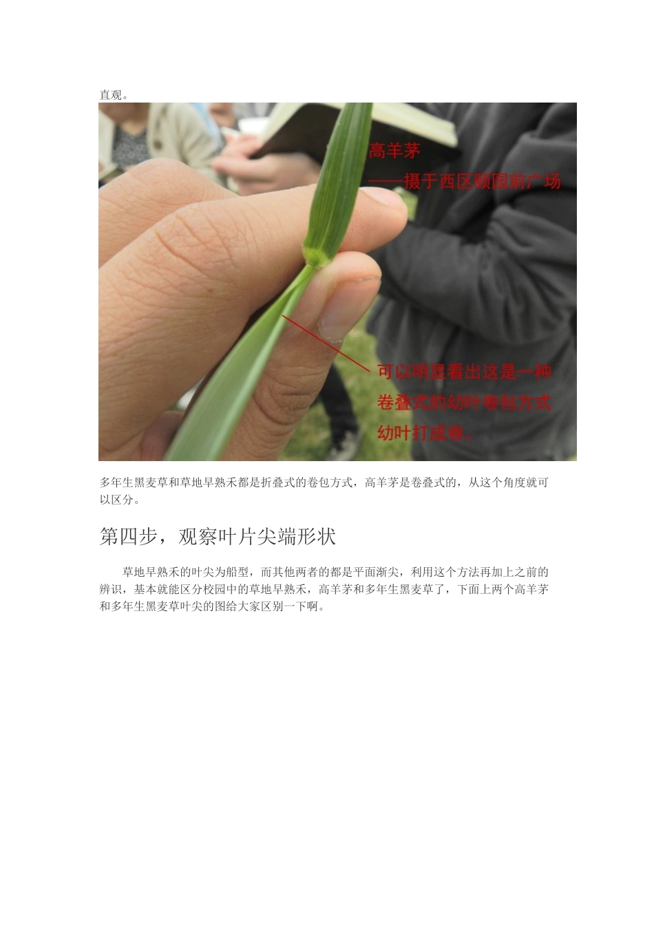 草坪草的鉴别_第3页