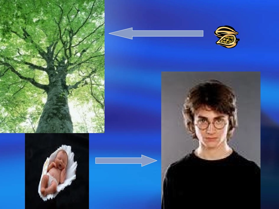 苏海银自制细胞分裂幻灯片-20121027_第1页