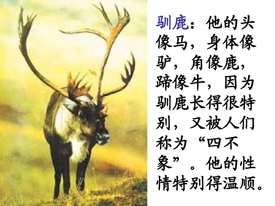 23会走路的树_第2页