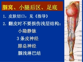 腘窝、小腿后区、足底;肘窝、前臂前区