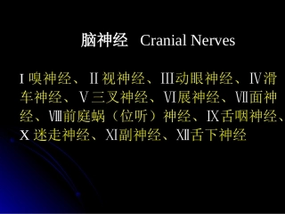 脑神经、植物神经