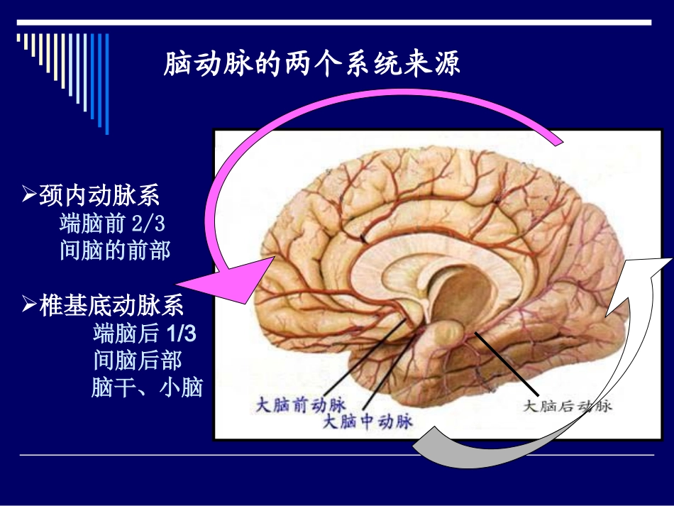脑动脉解剖图_第3页