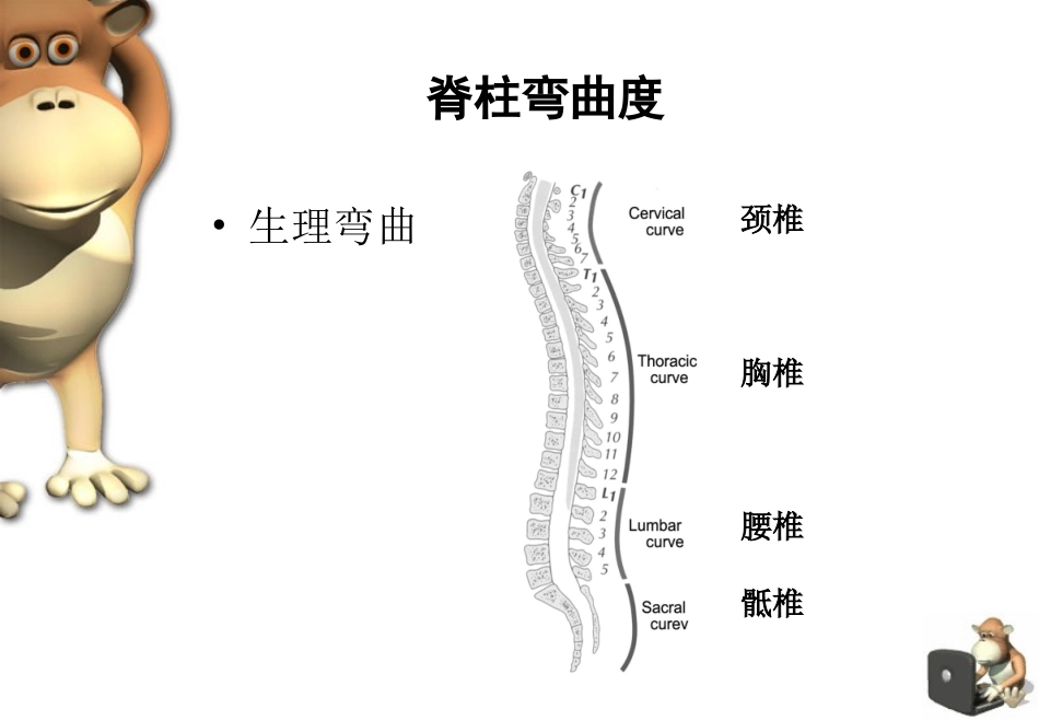 脊柱四肢-帅小伟_第3页