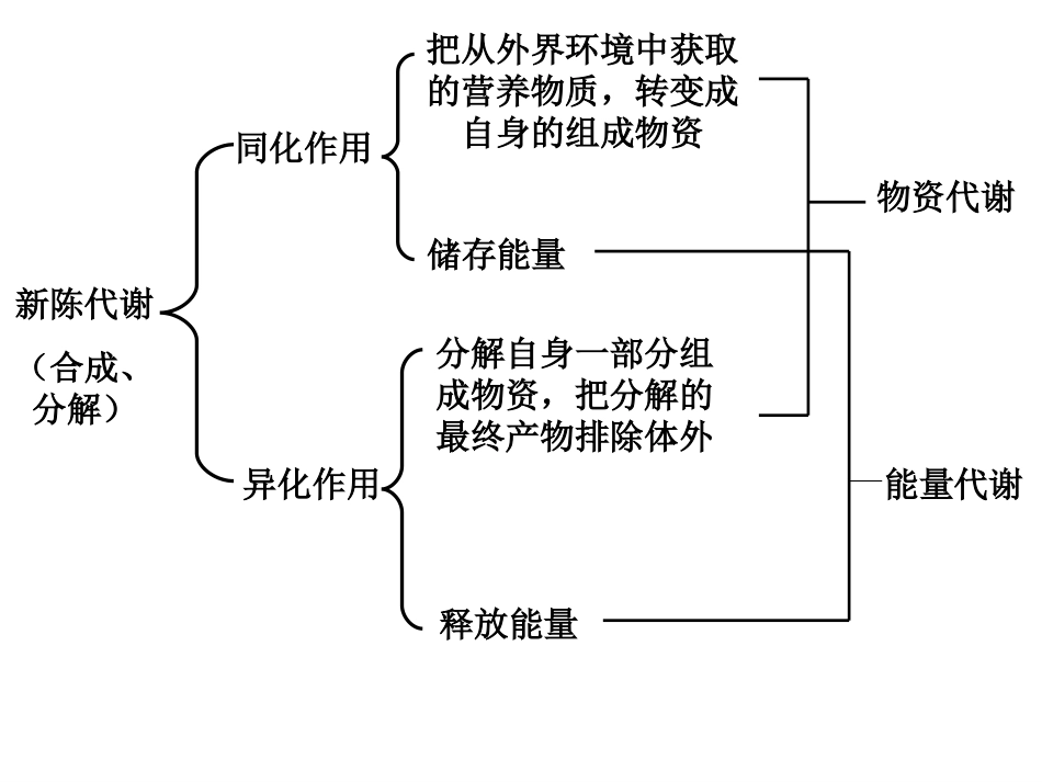 能量、蛋白质、脂类、碳水化合物(5-6)_第3页