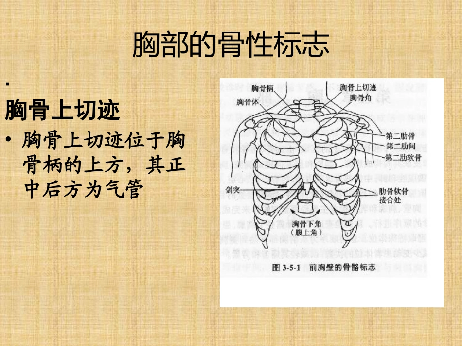 胸部的骨与关节_第2页