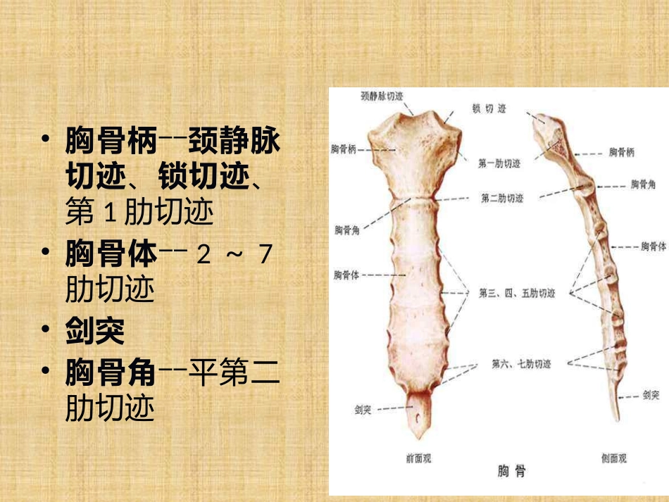 胸部的骨与关节_第3页