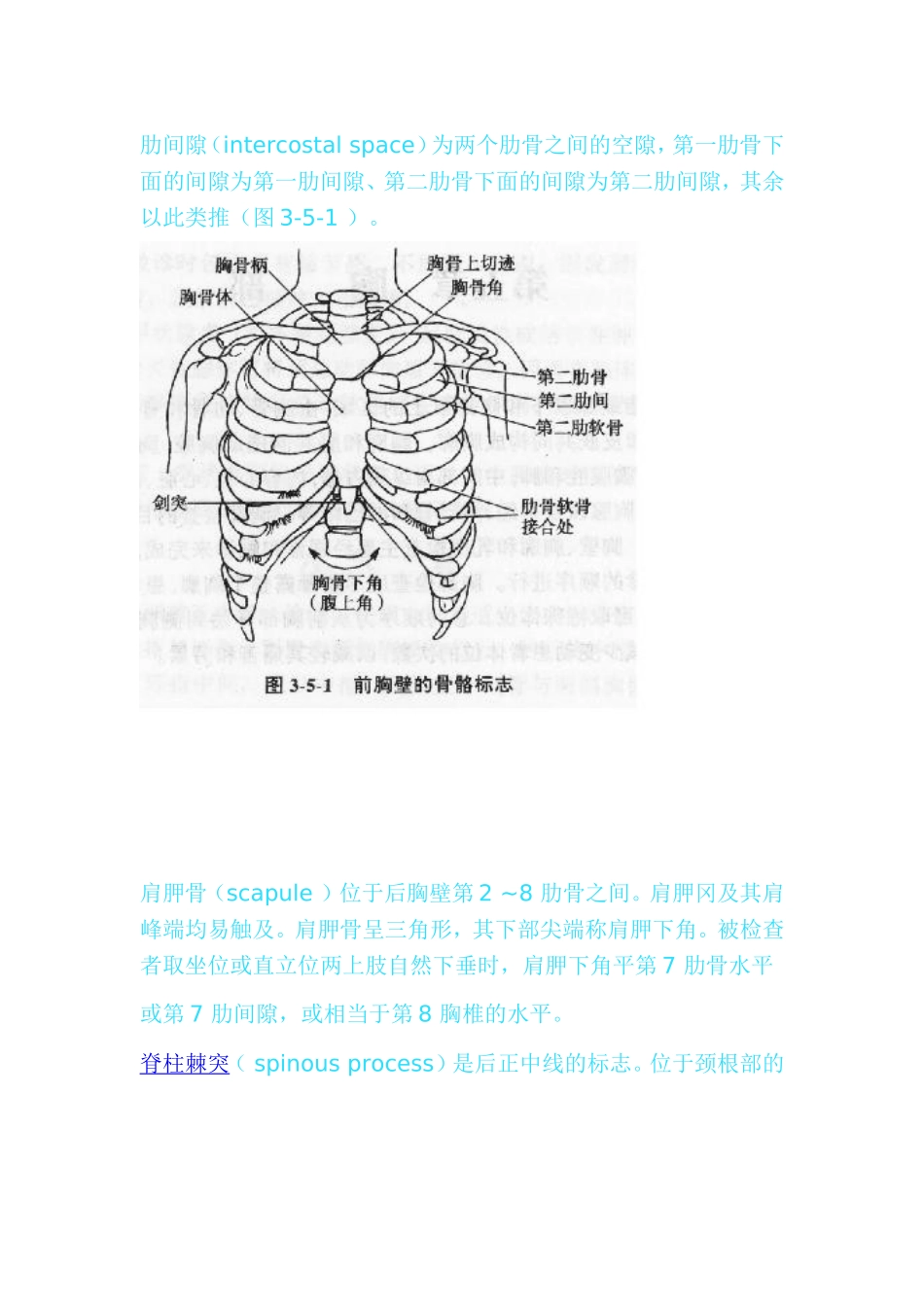 胸部的体表标志_第2页