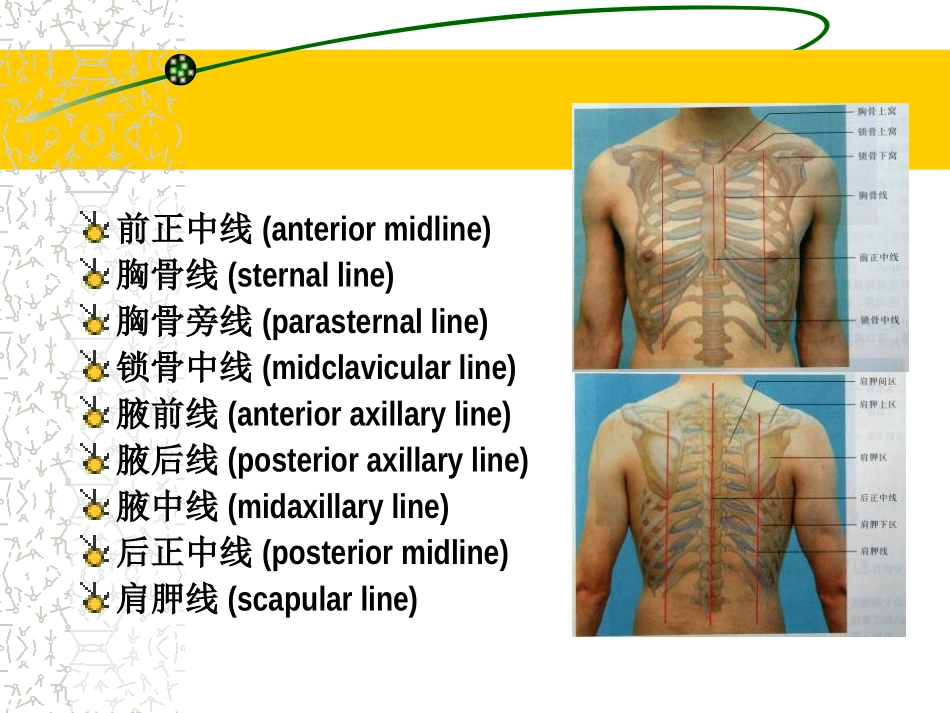 胸部体格检查_第2页