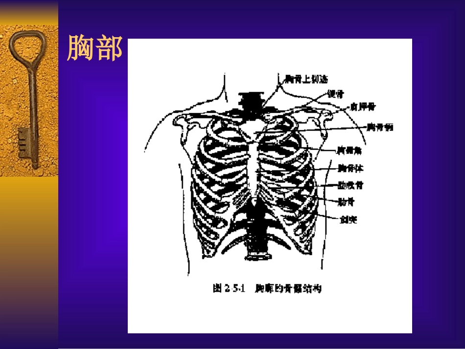 胸肺检查讲稿硕_第3页