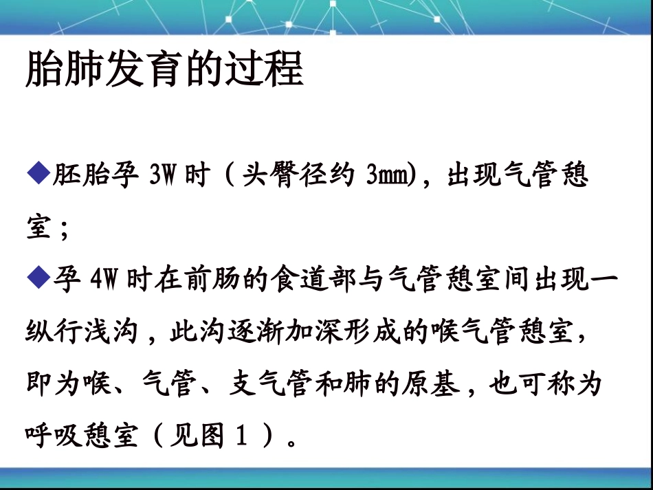 胎儿肺部发育特点_第2页