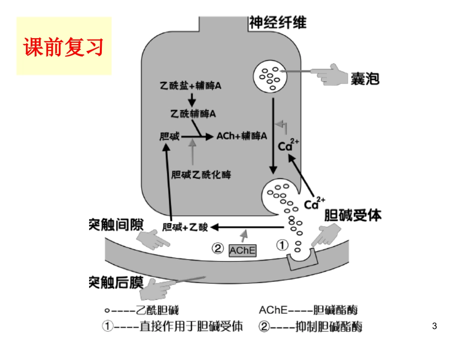 胆碱受体药物_第3页